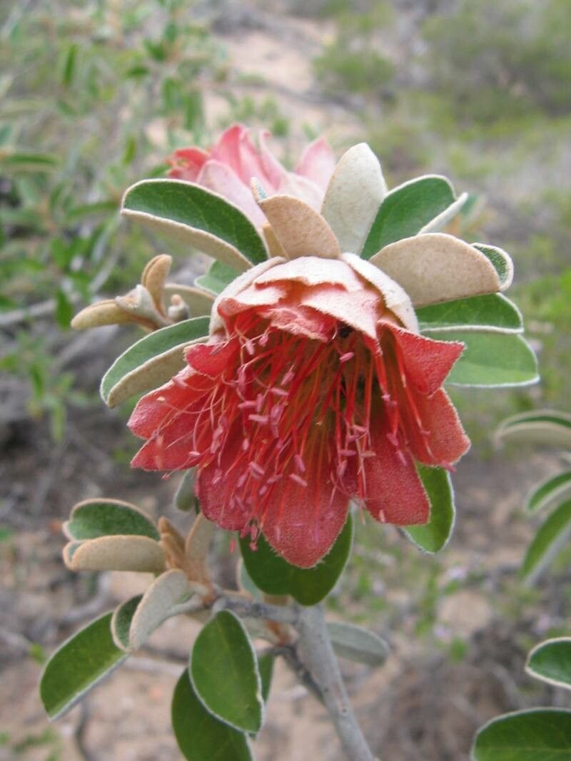 Xanthostemon francii — related species from the same genus