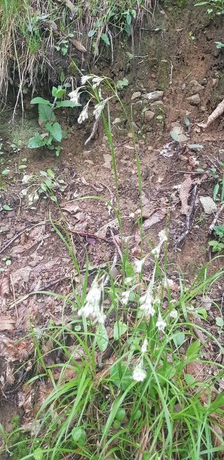 Luzula pedemontana habit
