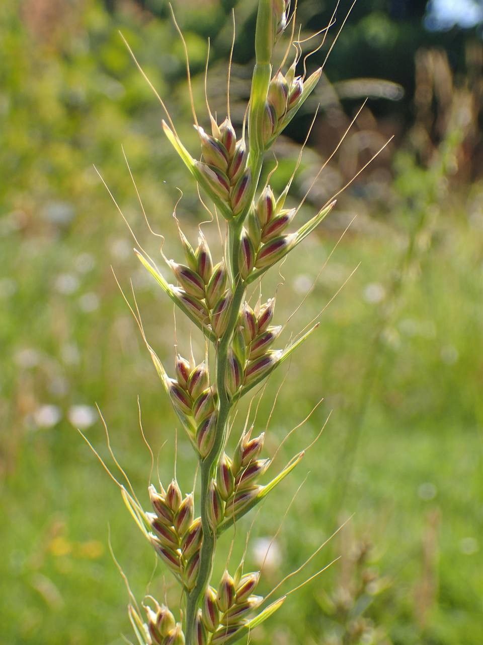 Lolium temulentum fruit