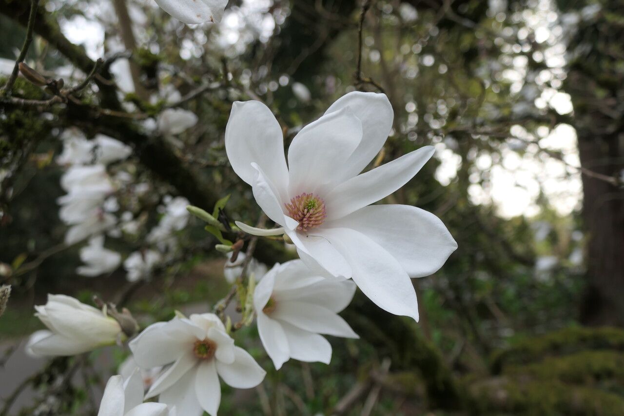Magnolia salicifolia flower