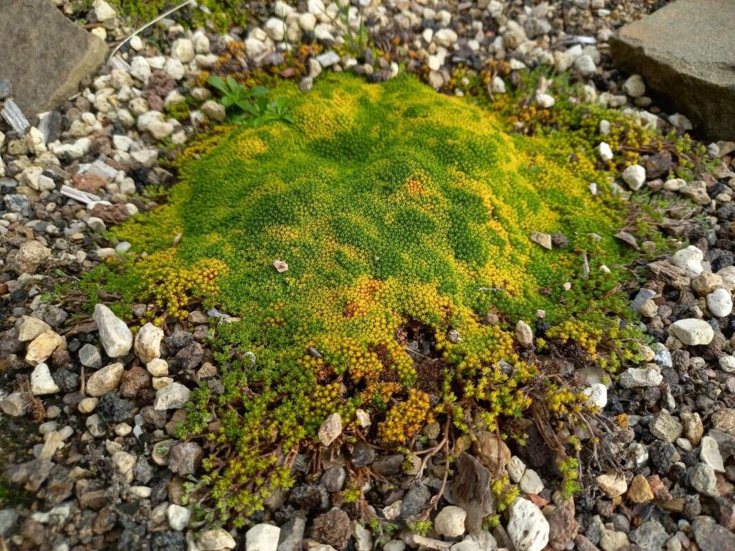 Raoulia haastii habit