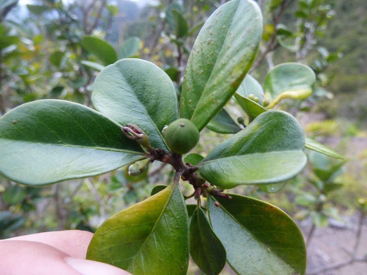 Turraea thouarsiana fruit