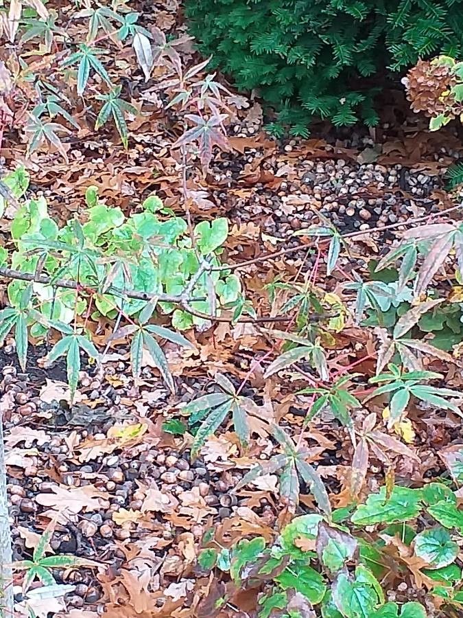 Acer pentaphyllum — search result for 'Acer'