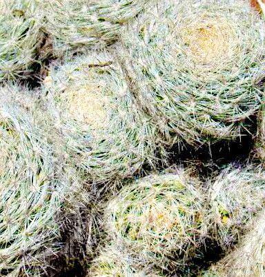 Mammillaria candida — houseplant care guide