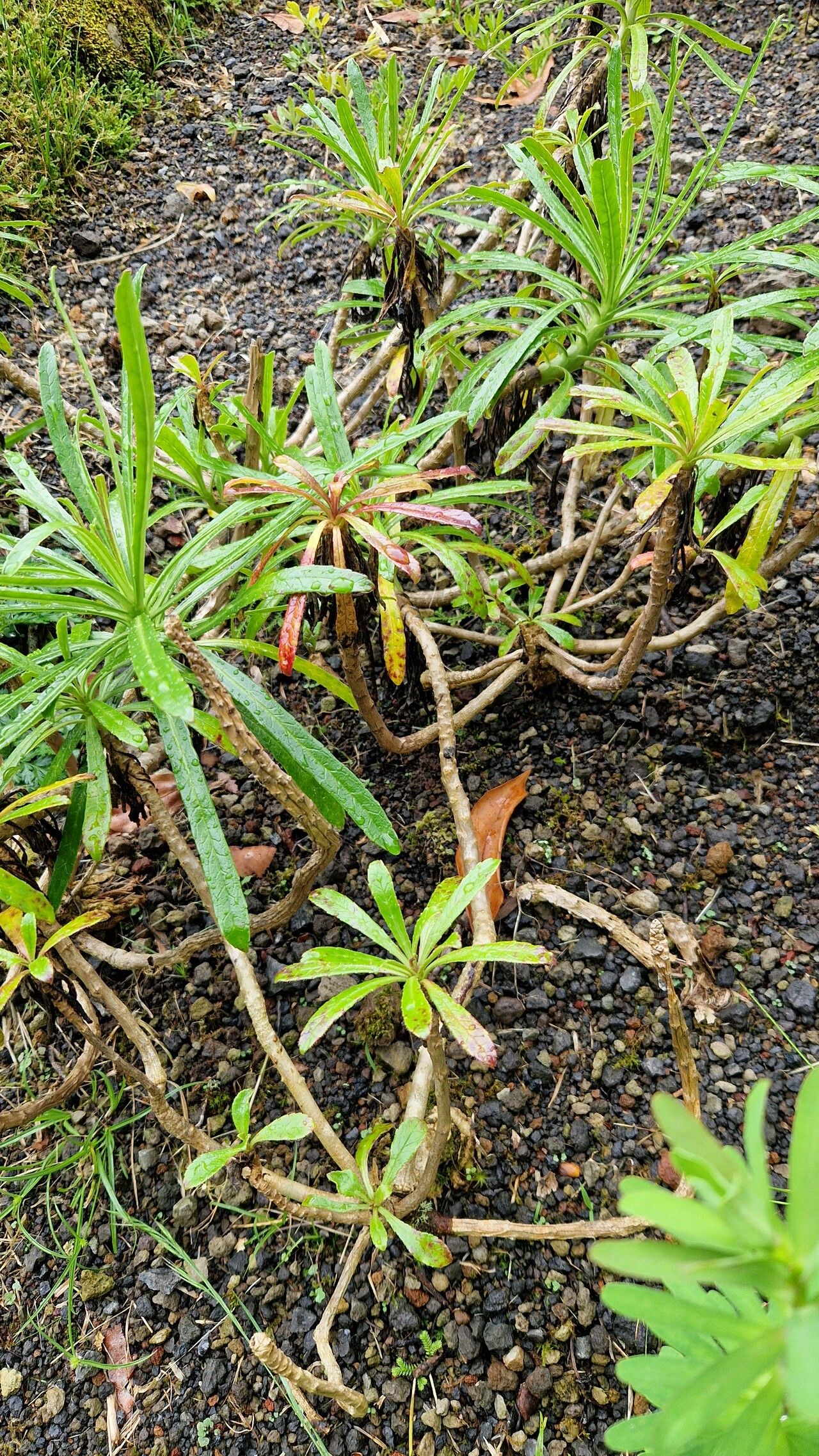 Campanula vidalii habit