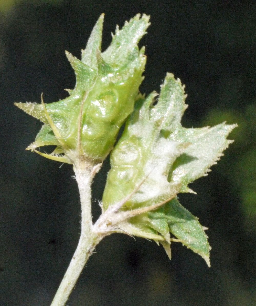 Onobrychis crista-galli fruit