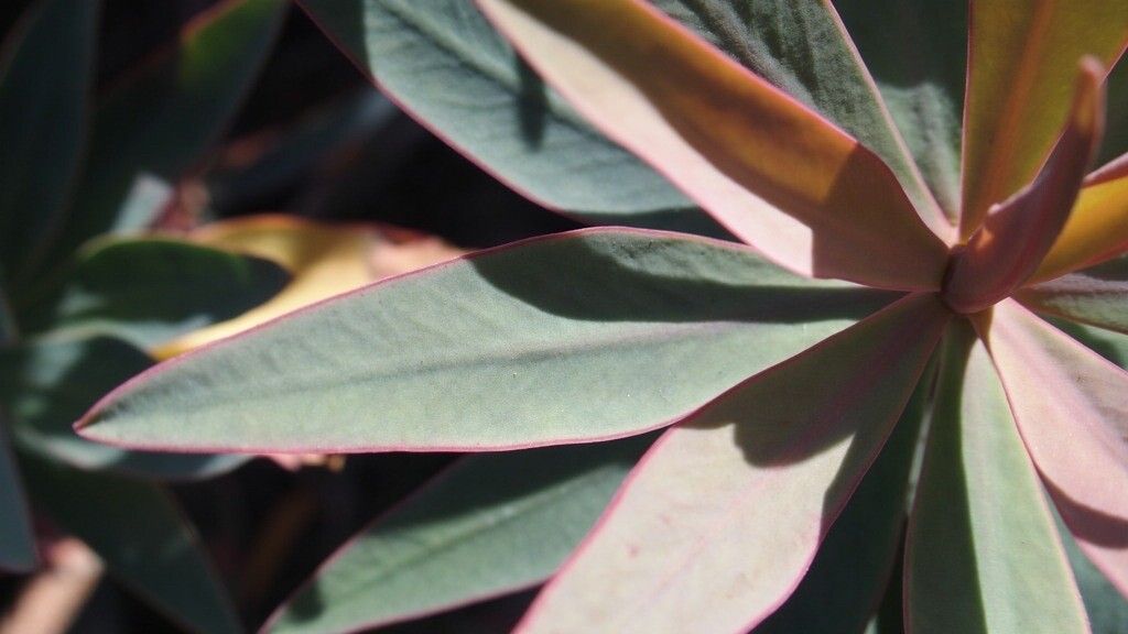 Euphorbia piscatoria leaf