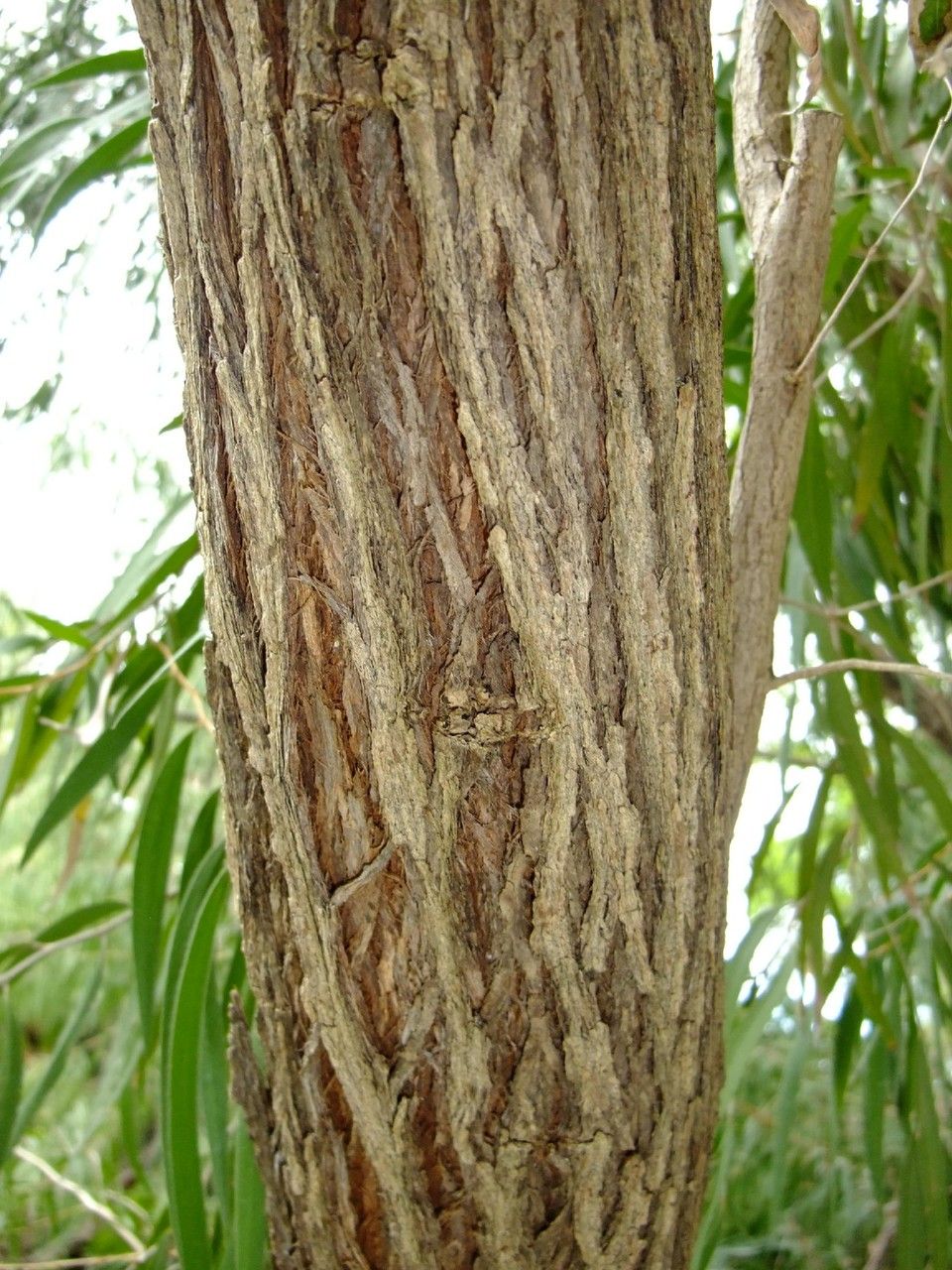 Agonis flexuosa bark