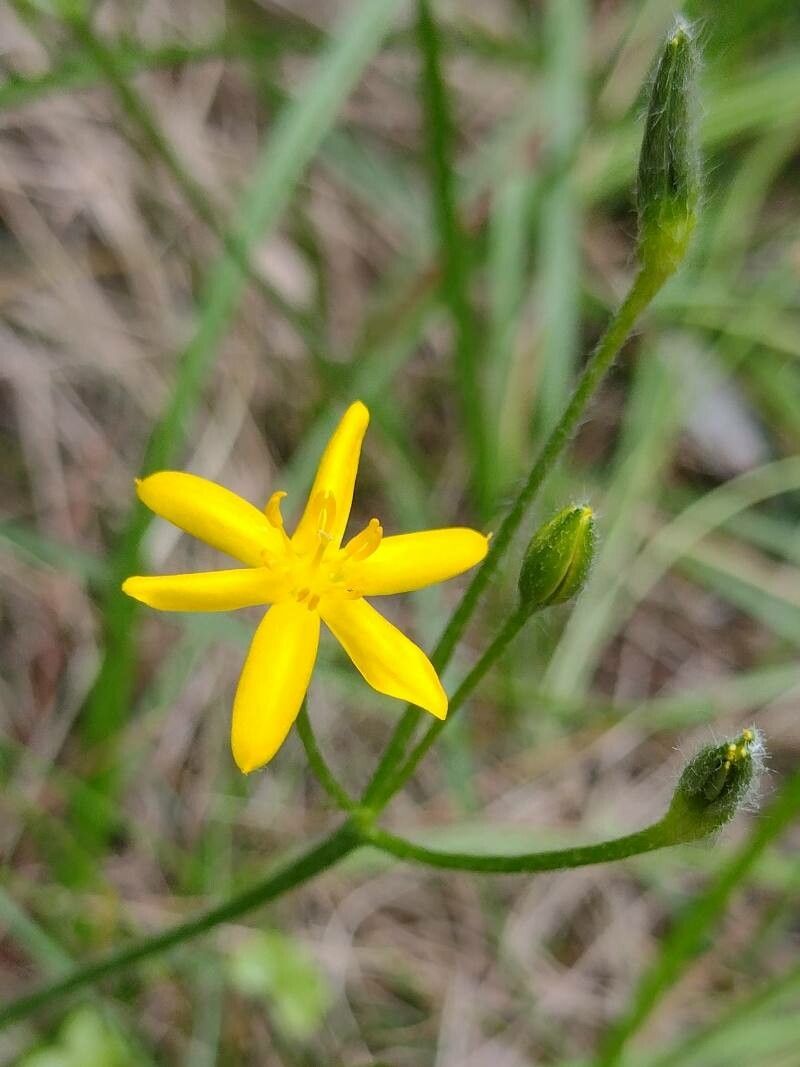 Hypoxis hygrometrica flower