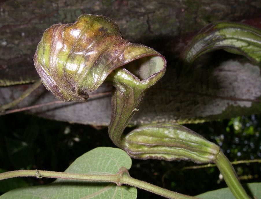 Aristolochia translucida fruit
