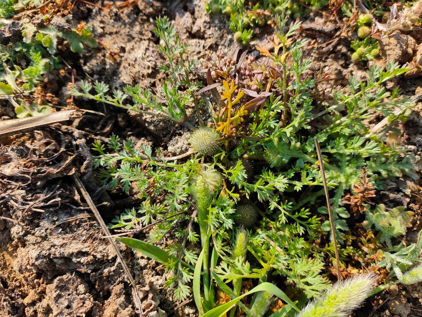 Soliva anthemifolia — related species from the same genus