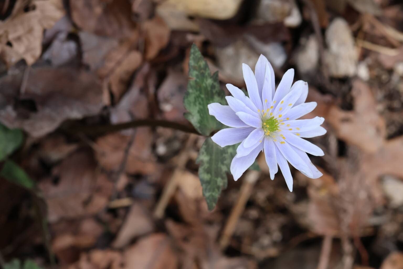 Anemonastrum keiskeanum — search result for 'Anemonastrum'