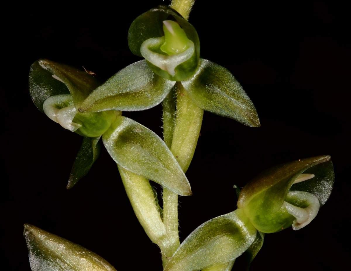 Goodyera viridiflora fruit