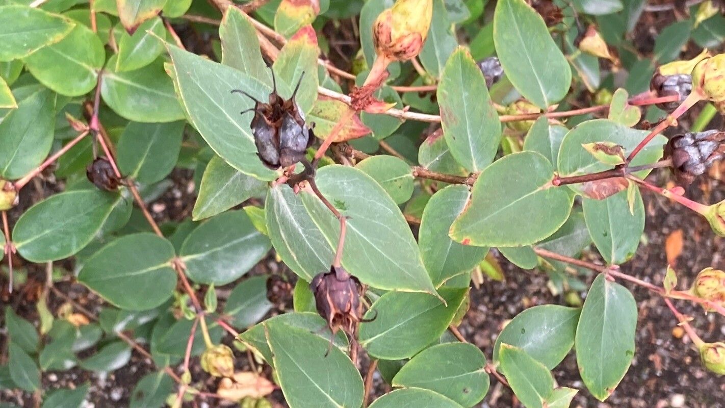 Hypericum grandifolium fruit