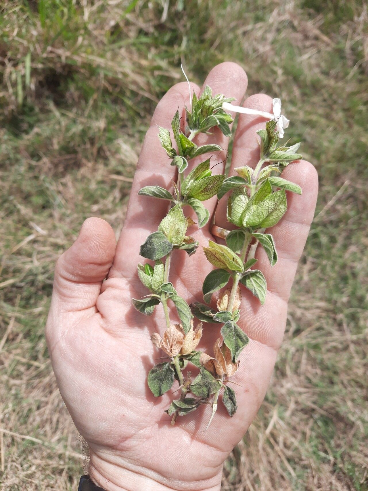 Barleria grandicalyx habit