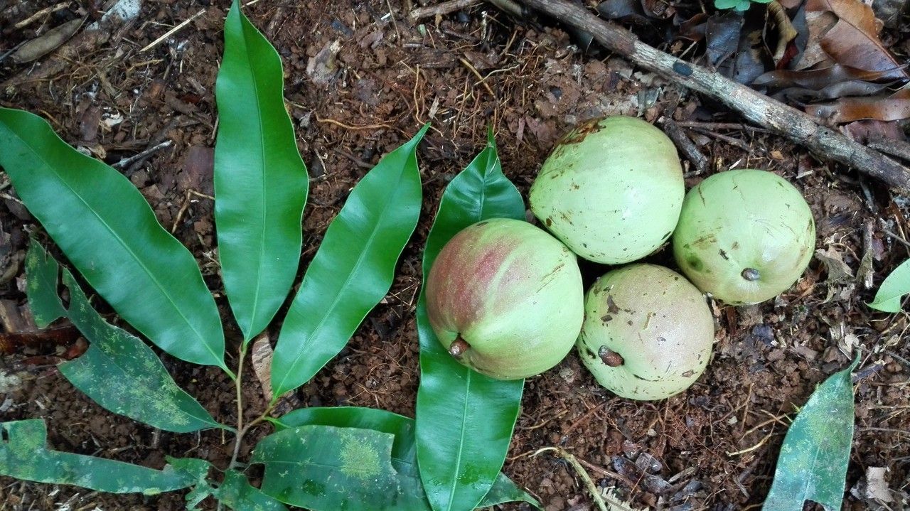 Micropholis melinoniana fruit