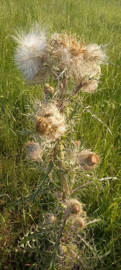 Cirsium horridulum flower