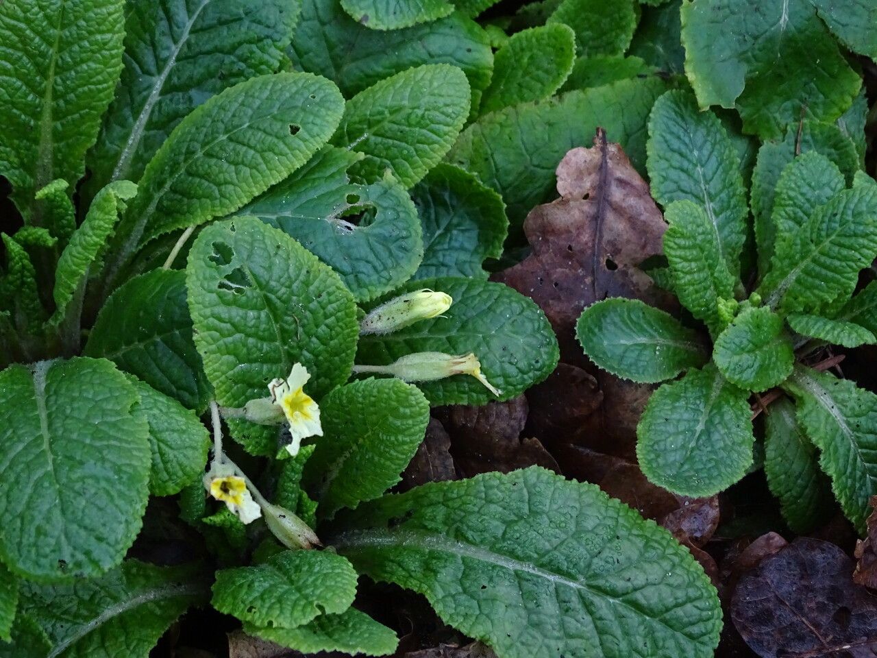 Primula × polyantha habit