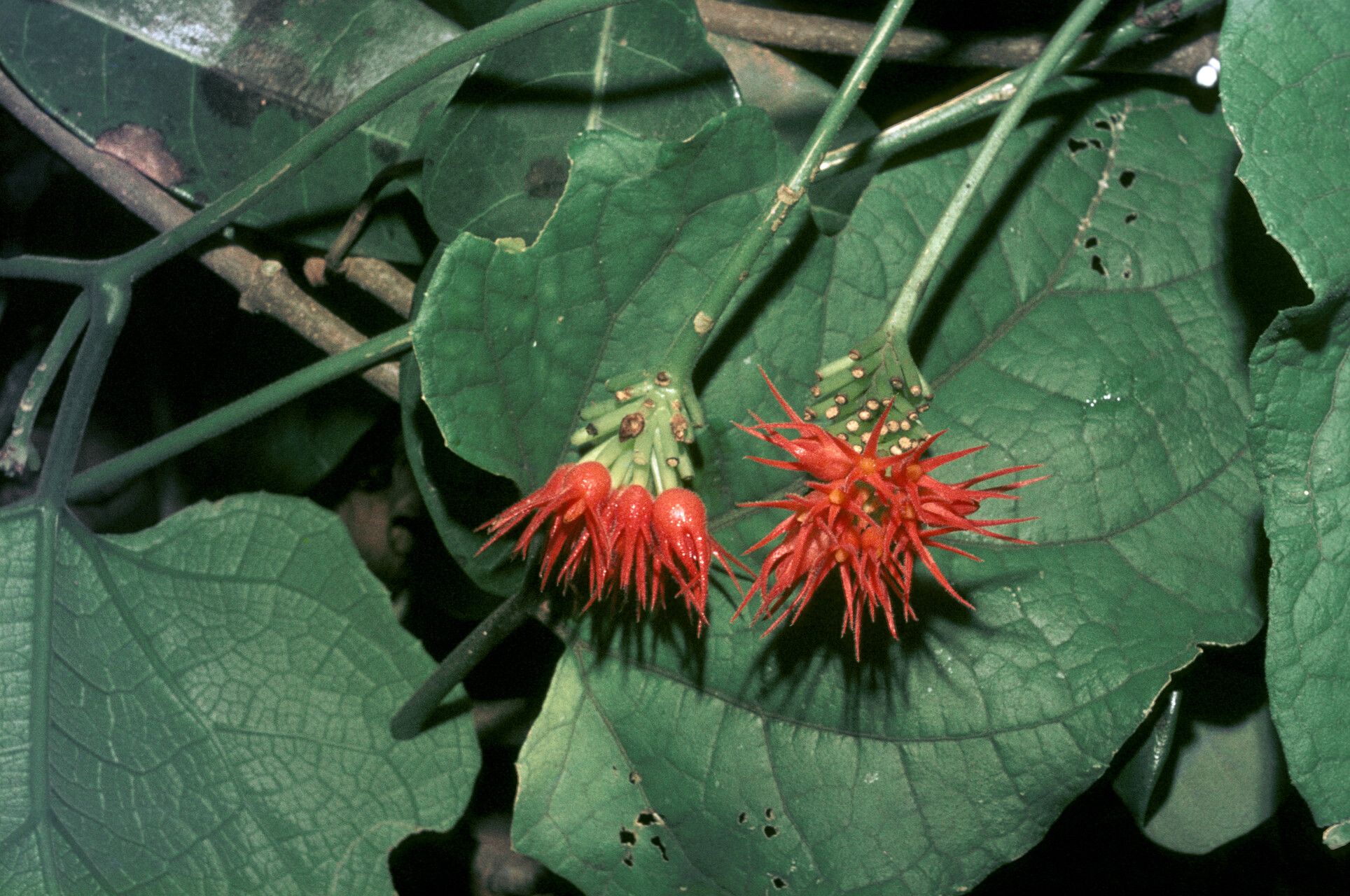 Fevillea cordifolia flower