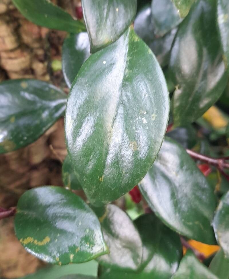 Nematanthus strigillosus — search result for 'Nematanthus'