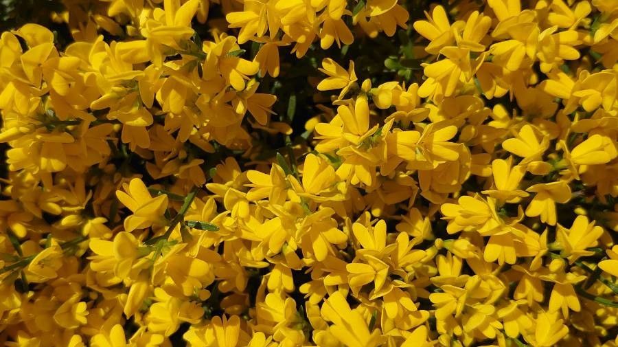 Cytisus galianoi flower