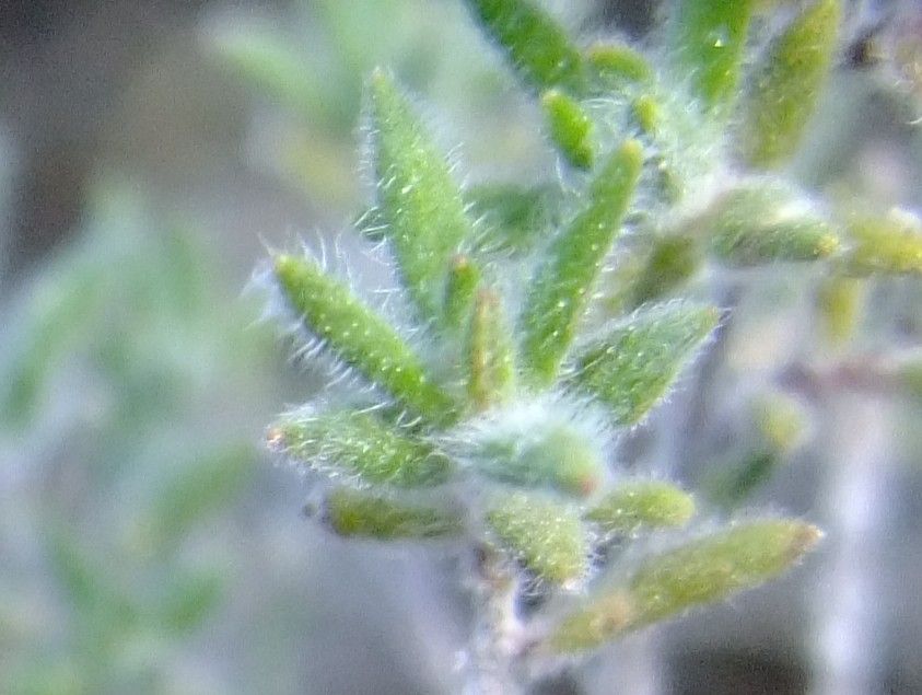 Micromeria varia leaf