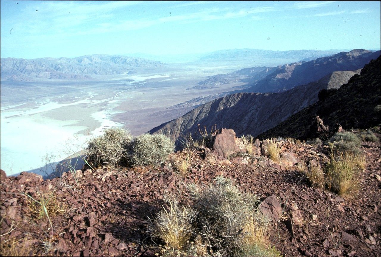Ephedra funerea habit