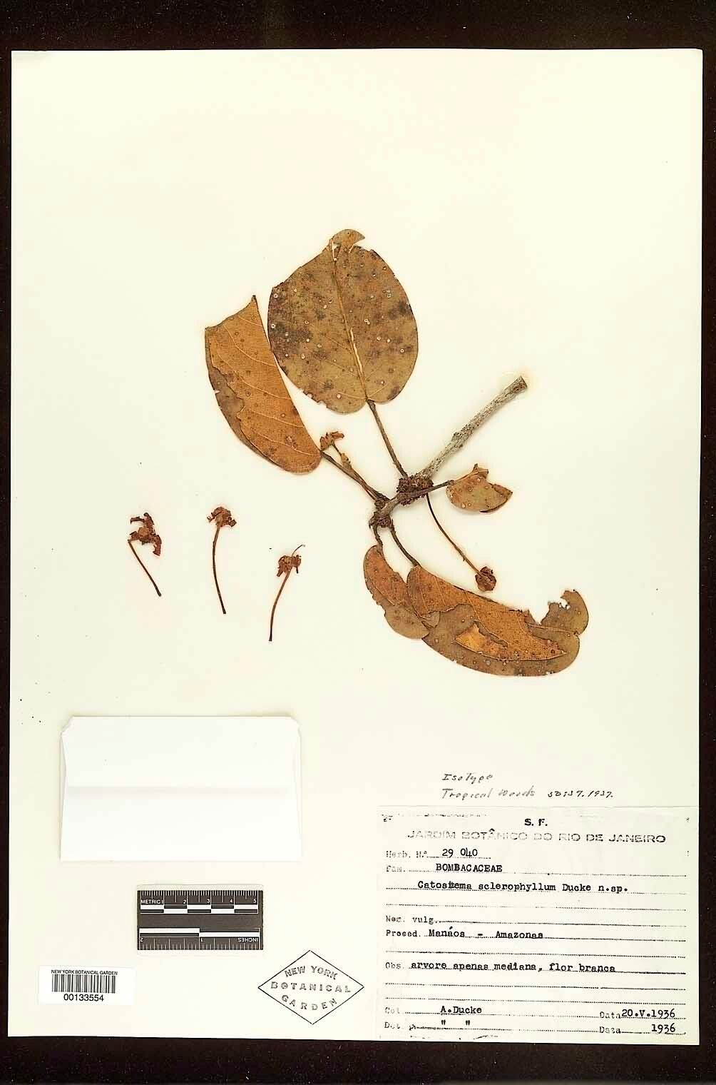Catostemma sclerophyllum — houseplant care guide