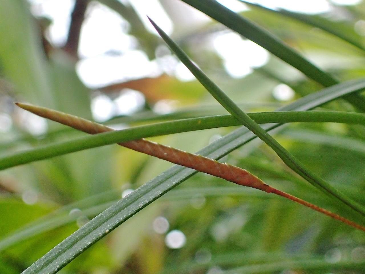 Dendrochilum convallariiforme — related species from the same genus
