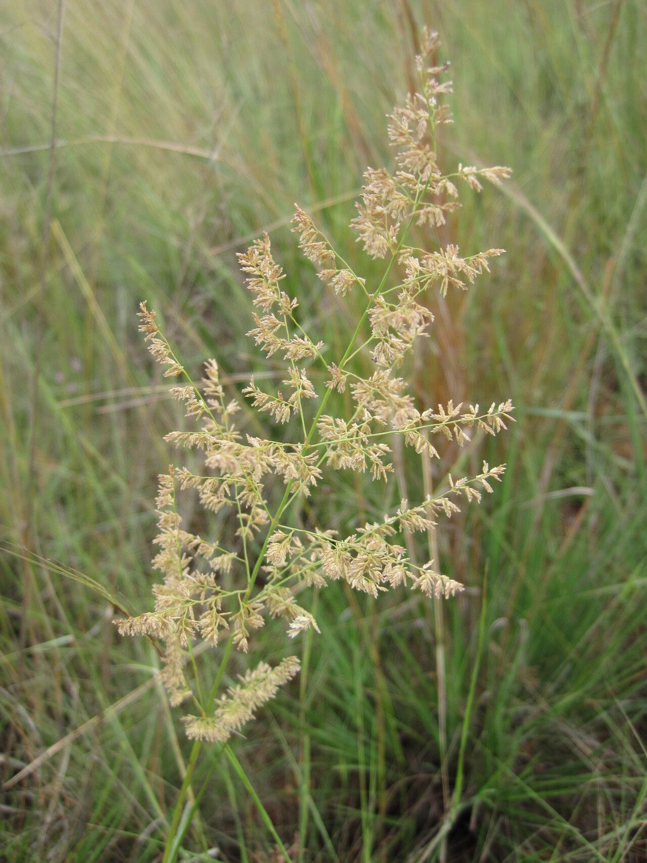Eragrostis gummiflua — search result for 'Eragrostis'