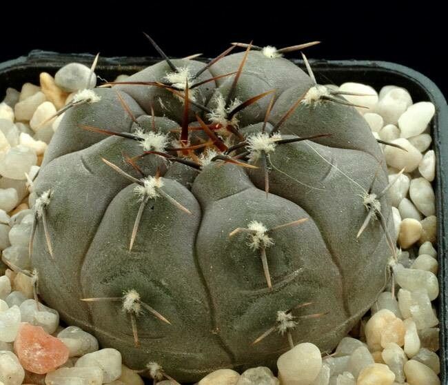 Gymnocalycium berchtii habit