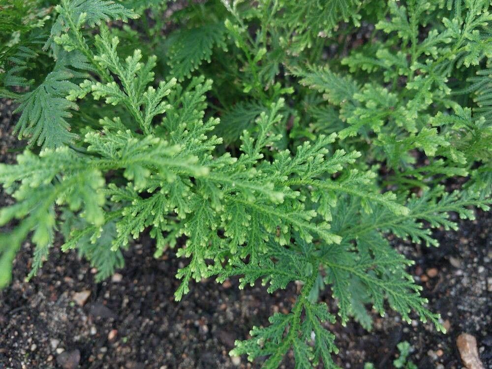 Selaginella involvens — houseplant care guide