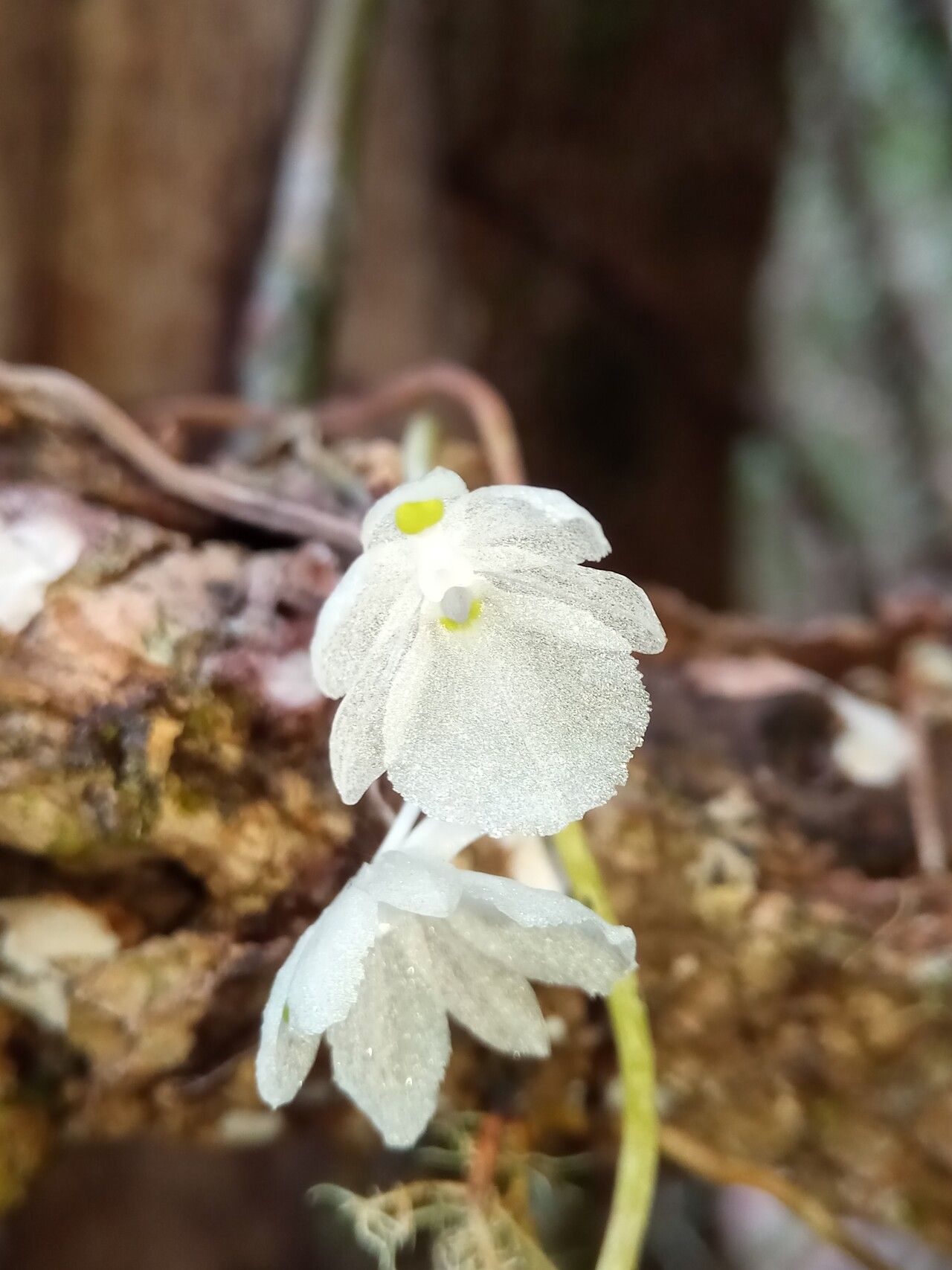 Microcoelia macrantha — houseplant care guide