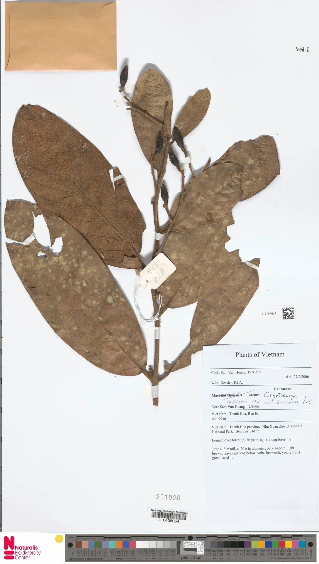 Cryptocarya impressa — houseplant care guide