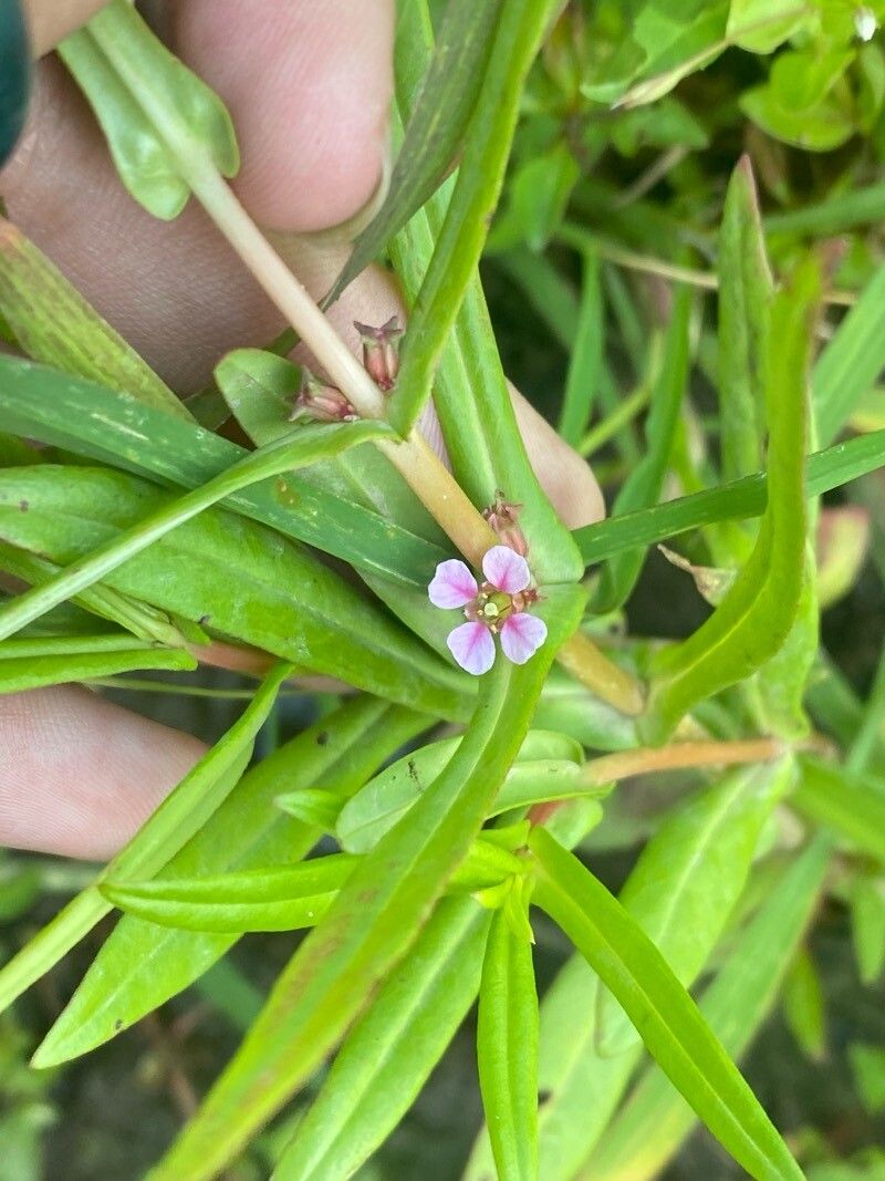 Ammannia robusta flower