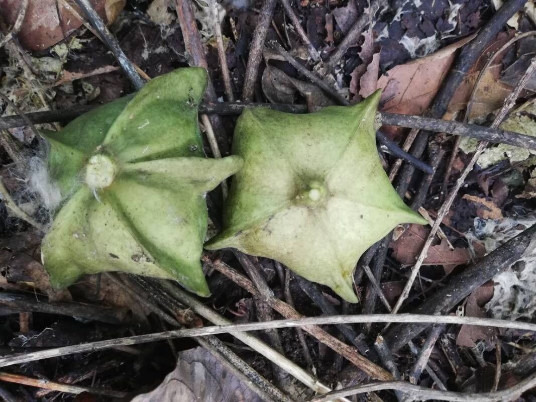 Plukenetia conophora fruit