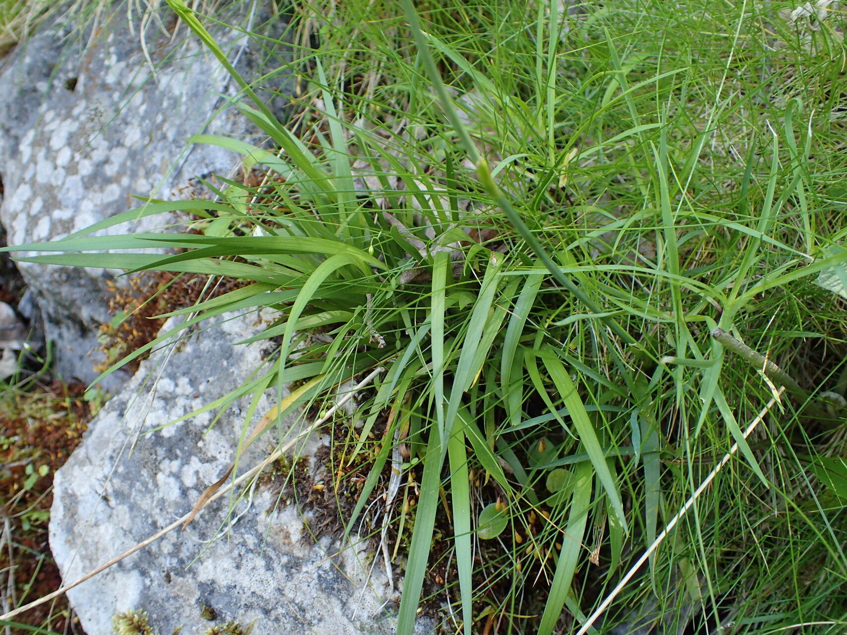 Tofieldia calyculata — related species from the same genus