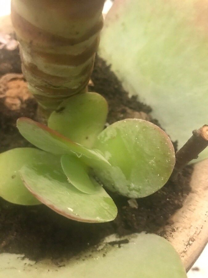 Kalanchoe thyrsiflora — plants for gifts houseplant