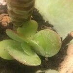 Kalanchoe thyrsiflora