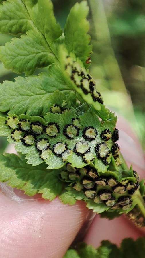 Dryopteris cristata fruit