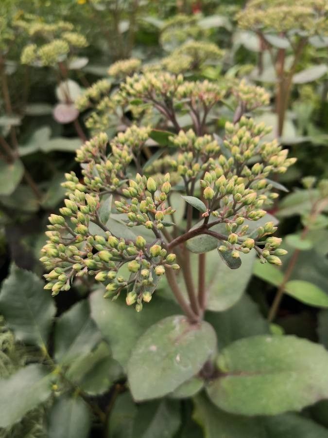 Sedum spectabile flower