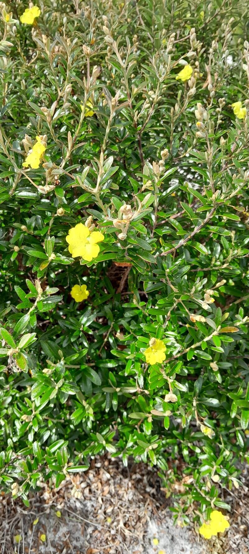 Acridocarpus adenophorus habit