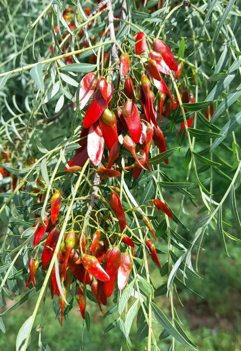 Schinopsis lorentzii fruit