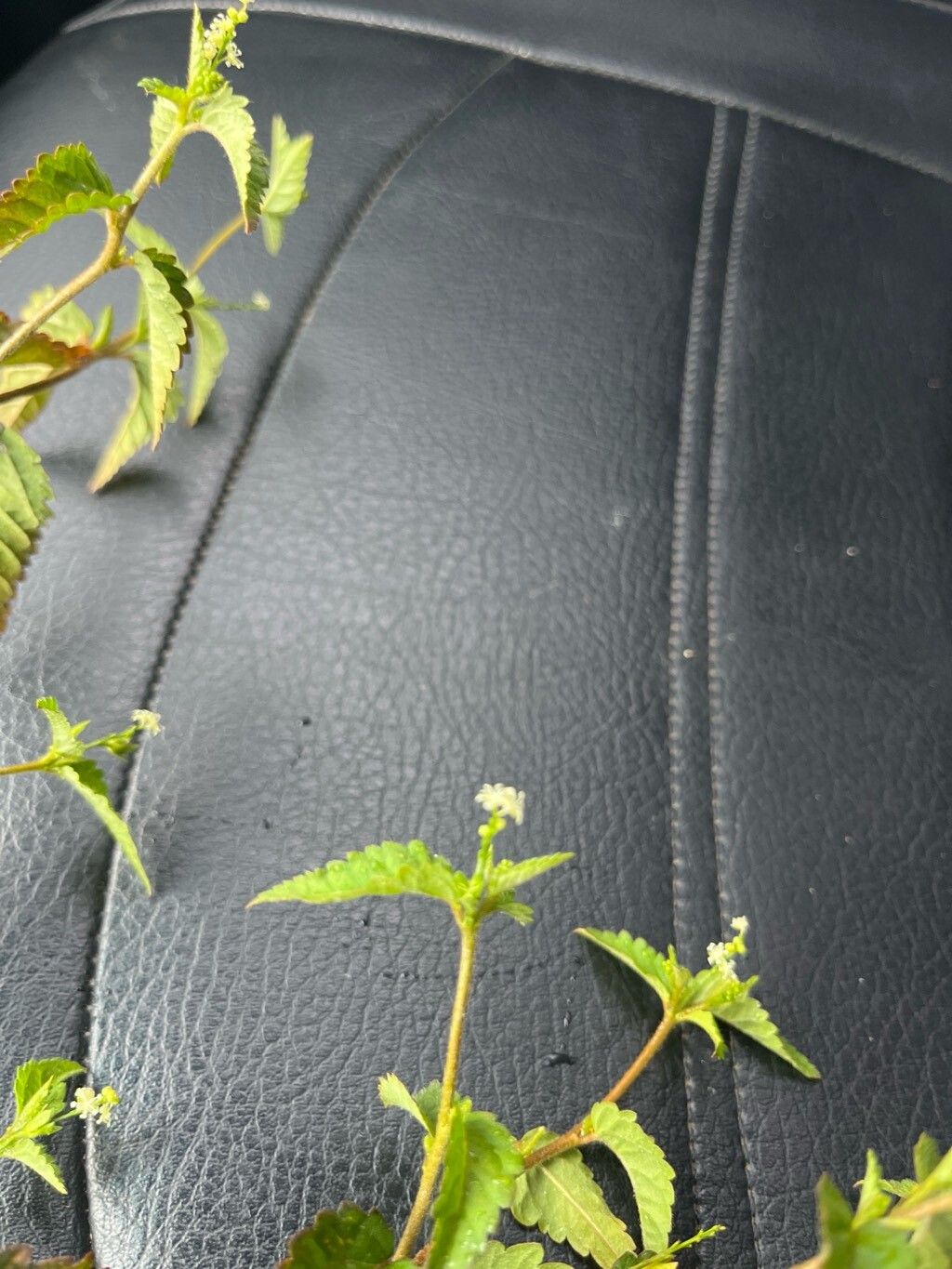 Croton trinitatis flower