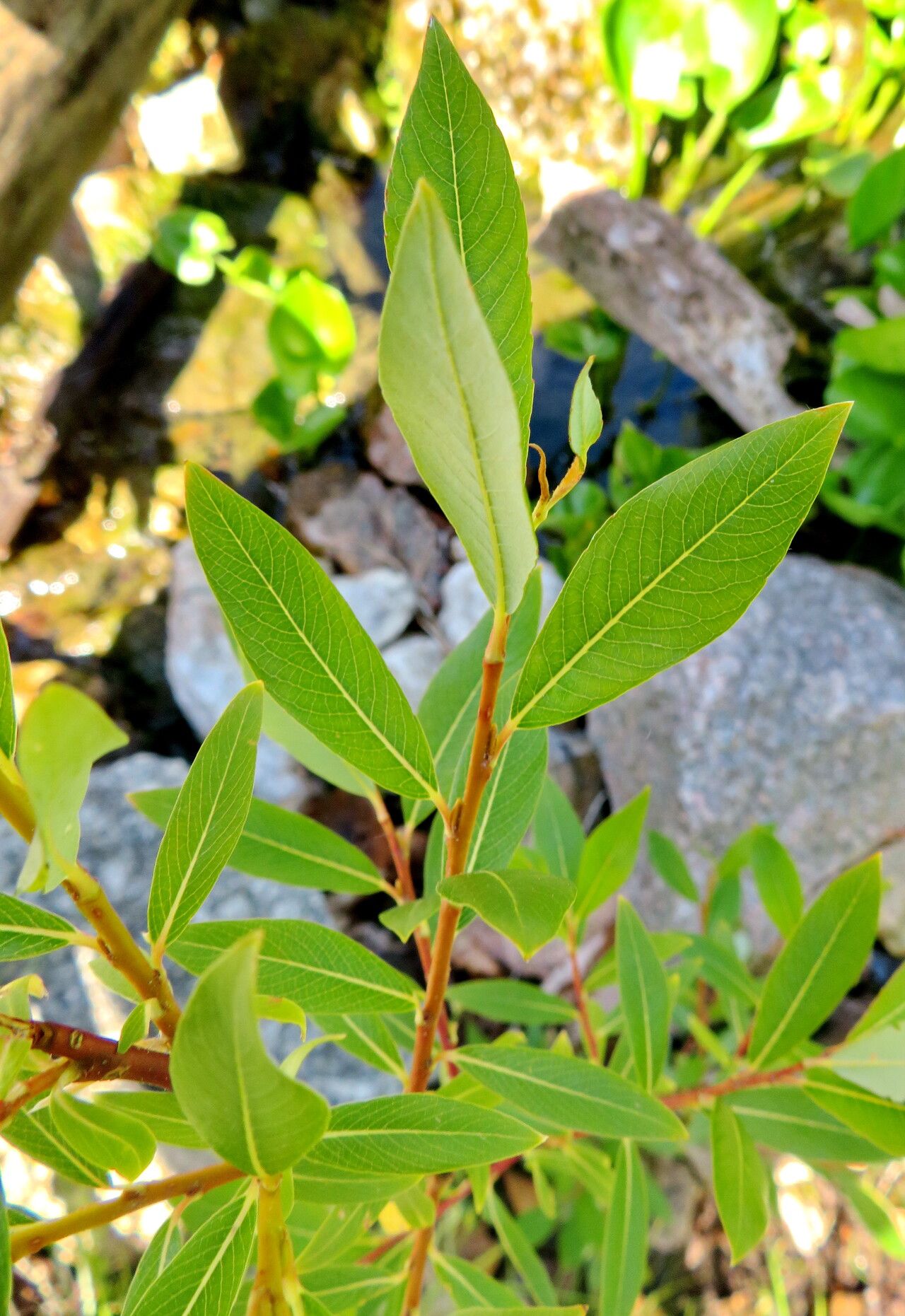 Salix arbusculoides — houseplant care guide