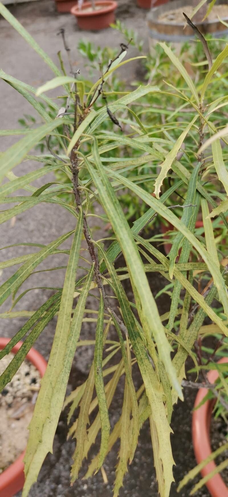 Lomatia myricoides leaf