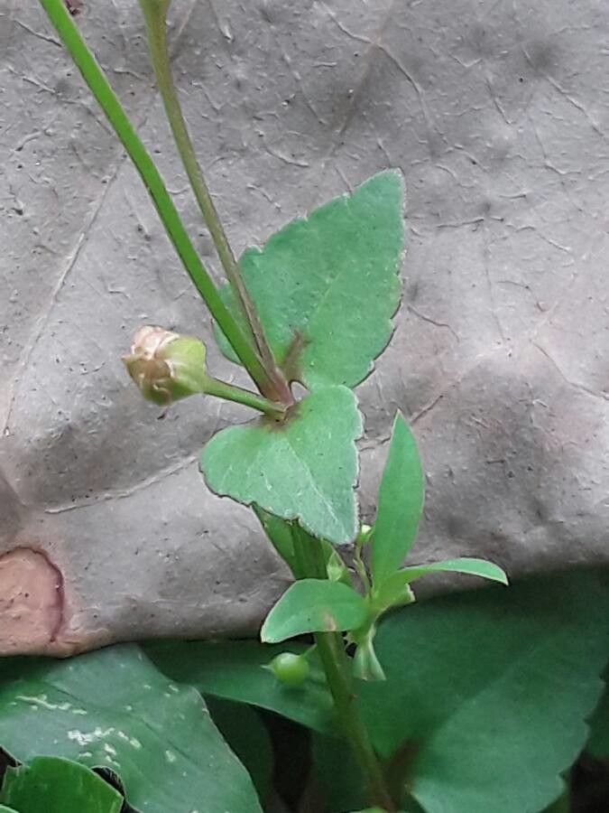 Lindernia crustacea leaf