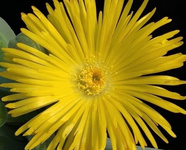 Cheiridopsis excavata flower