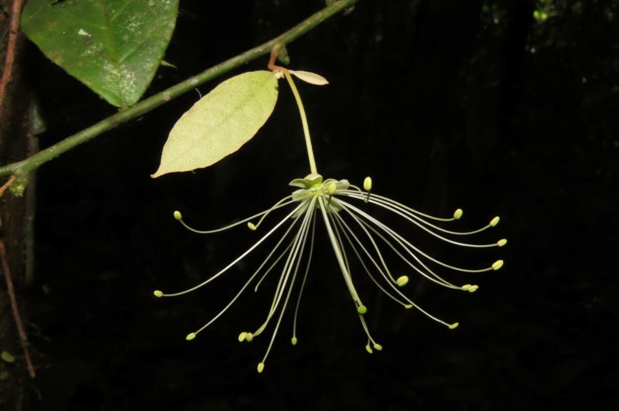 Morisonia pittieri flower