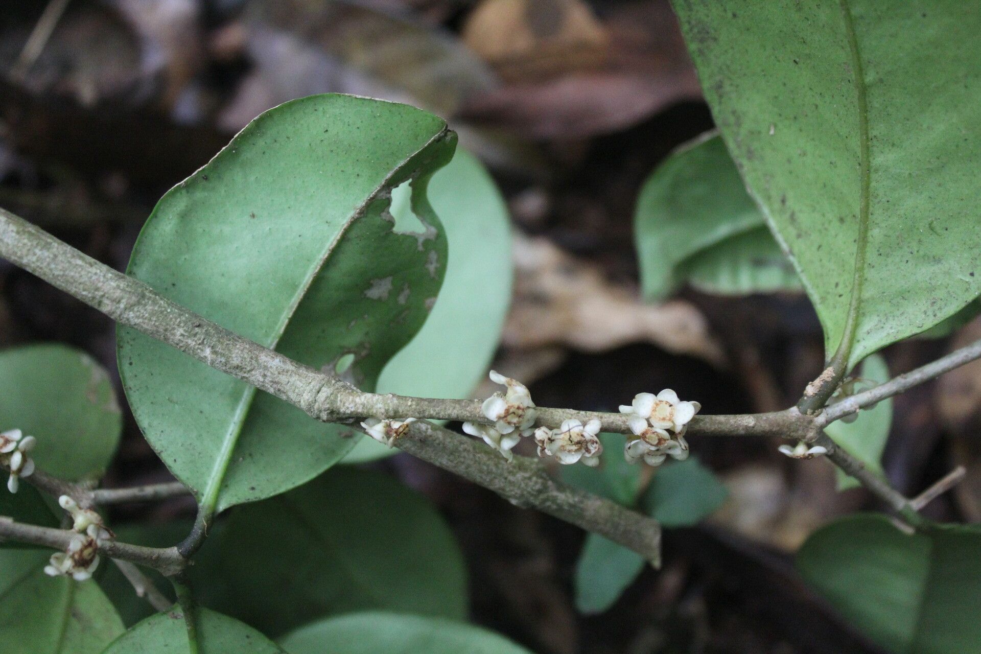 Eugenia riosiae bark
